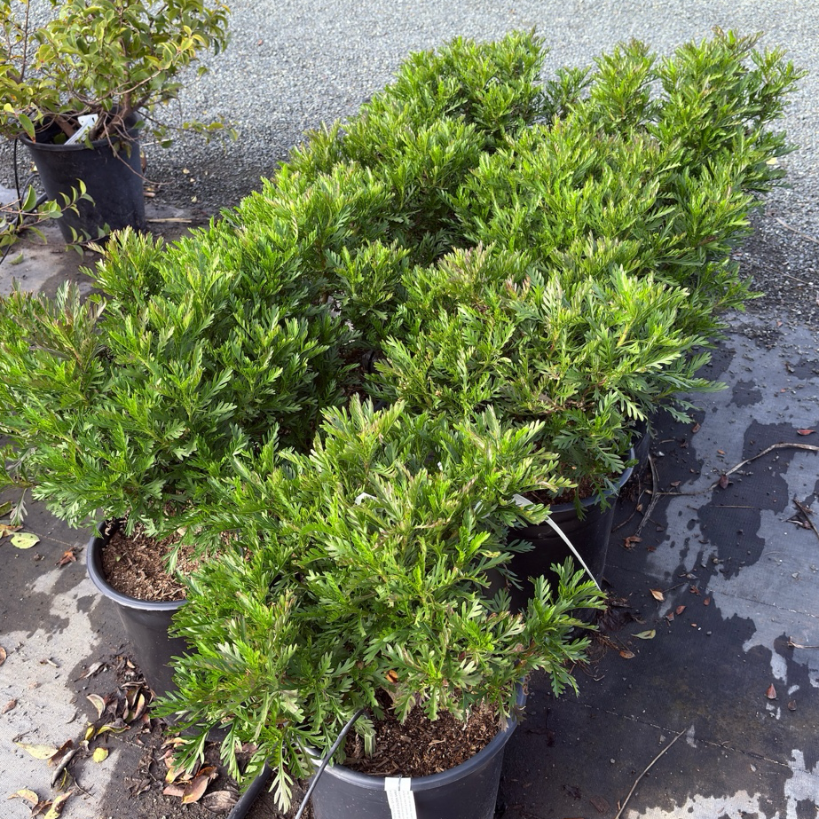 Green Leaved Bush Daisy