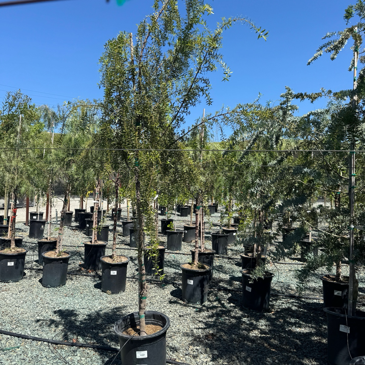Green Showers Mayten Tree
