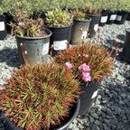 Plantain Thrift