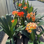 Orange Belgian Hybrid Bush Lily