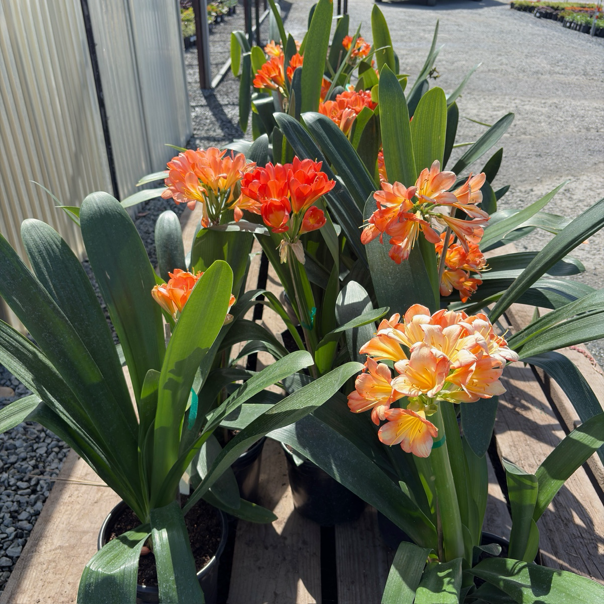 Orange Belgian Hybrid Bush Lily