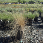 White Cloud Muhly