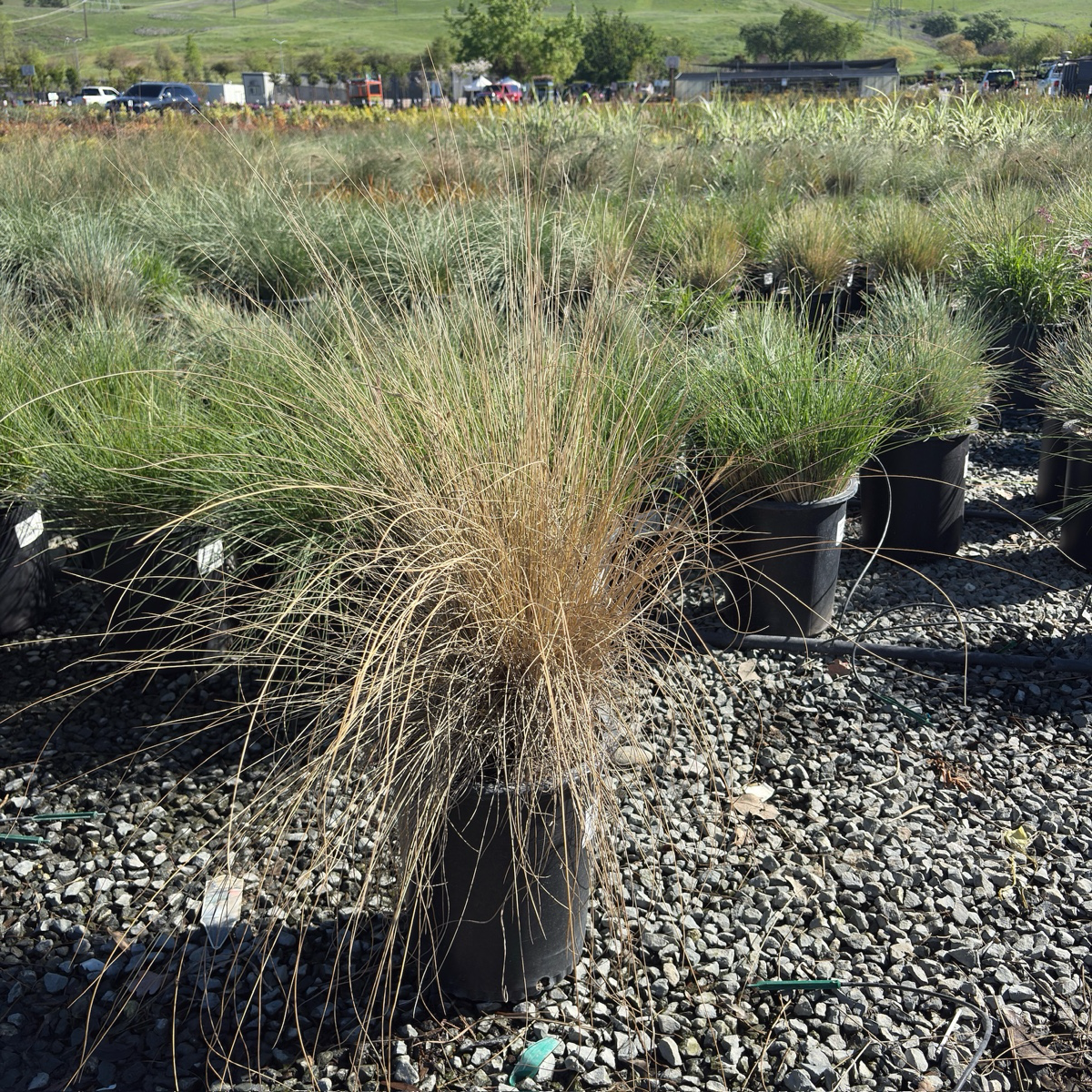 White Cloud Muhly