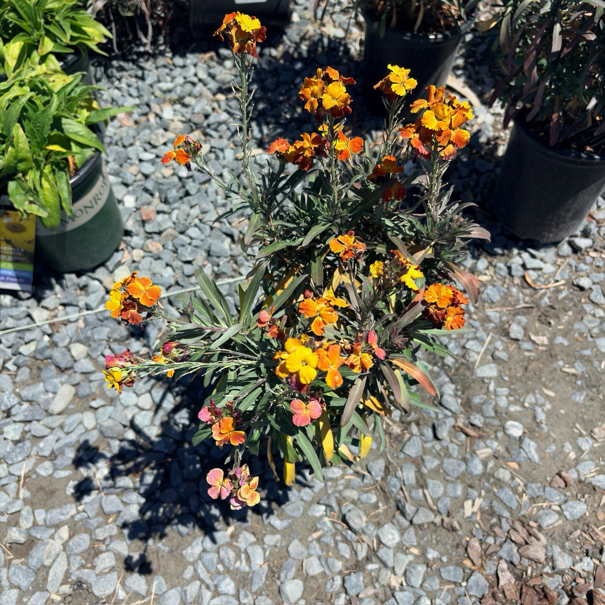 Erysistible Fire Wallflower