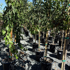 Chanticleer Callery Pear