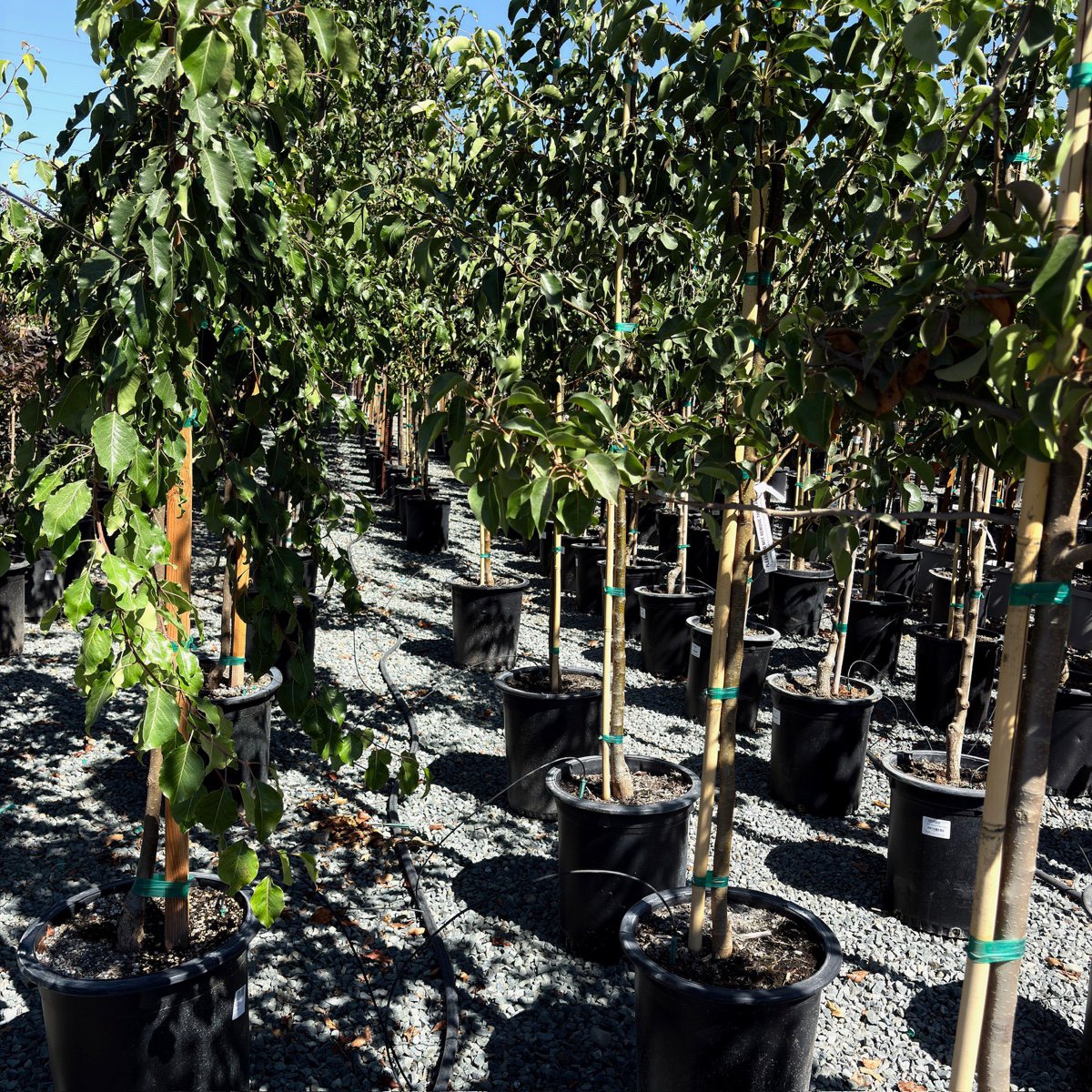 Chanticleer Callery Pear