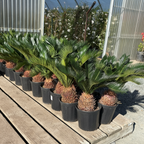 Sago Palm