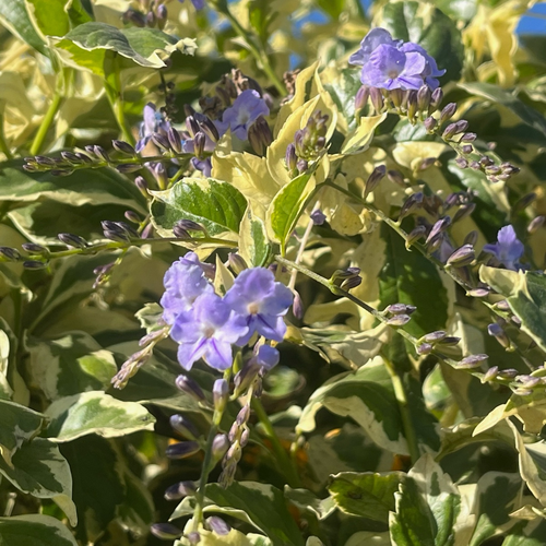 Gold Edge Sky Flower | Variegated Purple Blooming Shrub – Victory