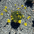 Glow Golden Wallflower