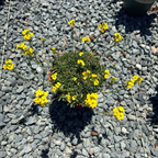 Glow Golden Wallflower