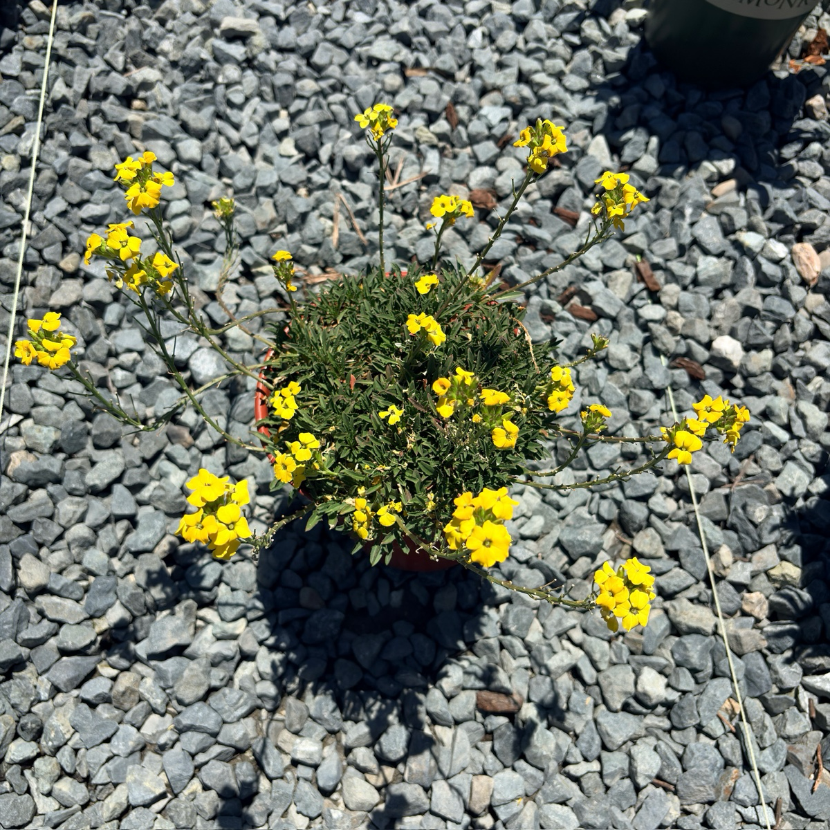 Glow Golden Wallflower