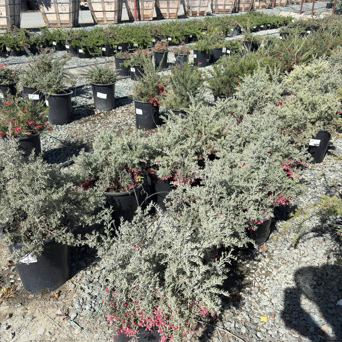 Penola Lavender Grevillea