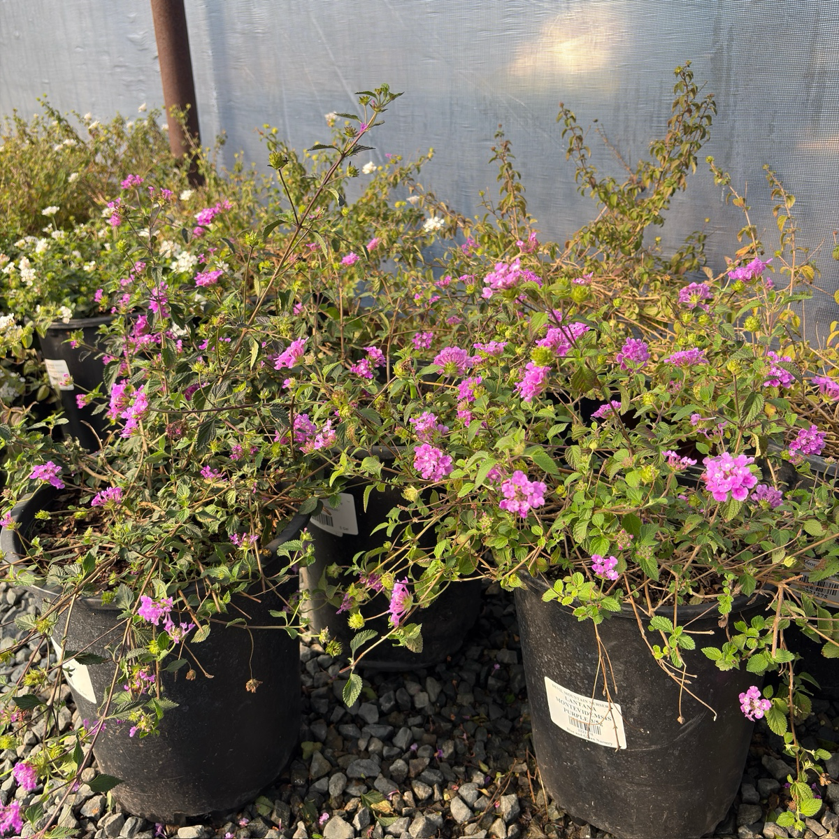 Purple Trailing Lantana