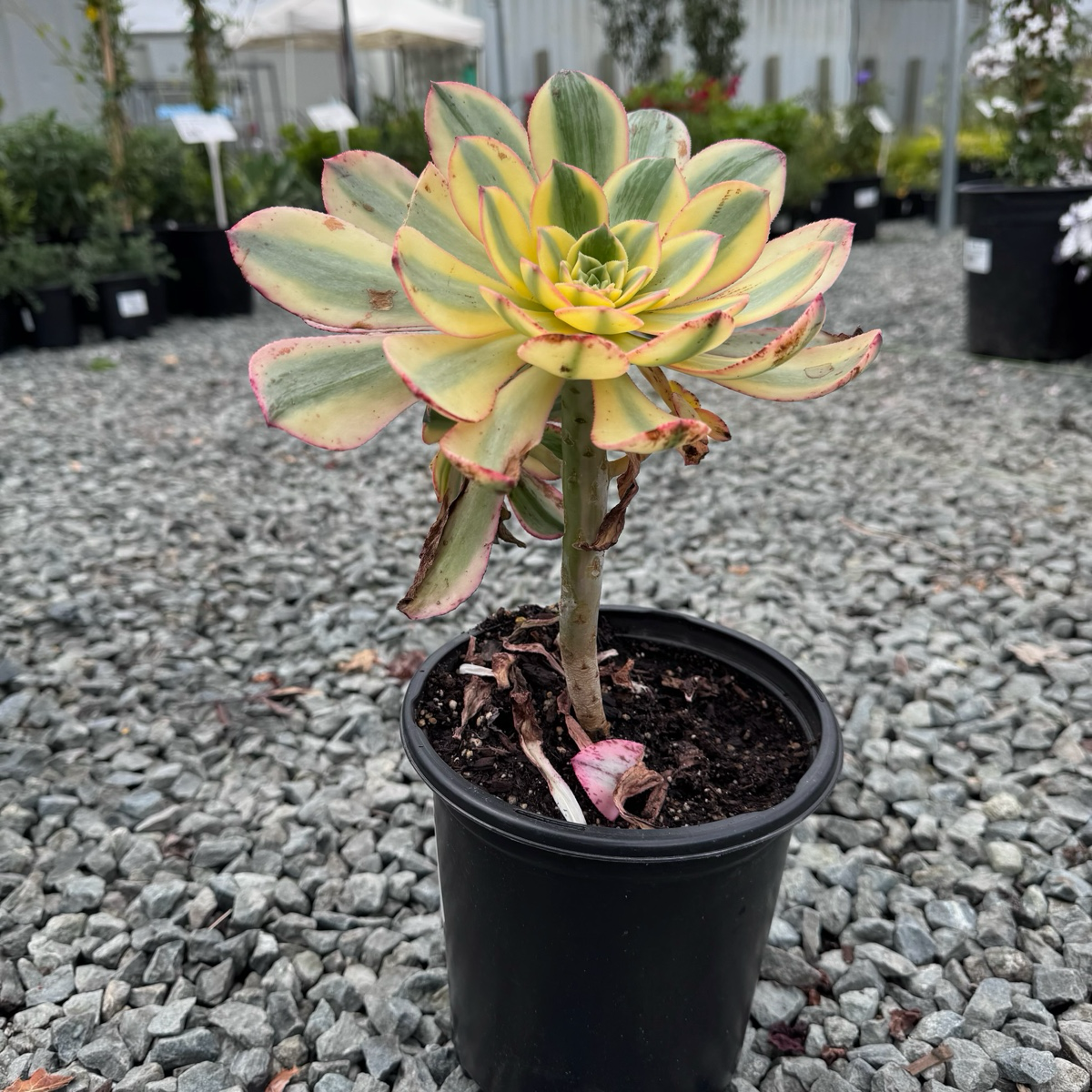 Copper Pinwheel Aeonium