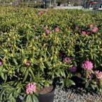 Roseum Elegans Rhododendron