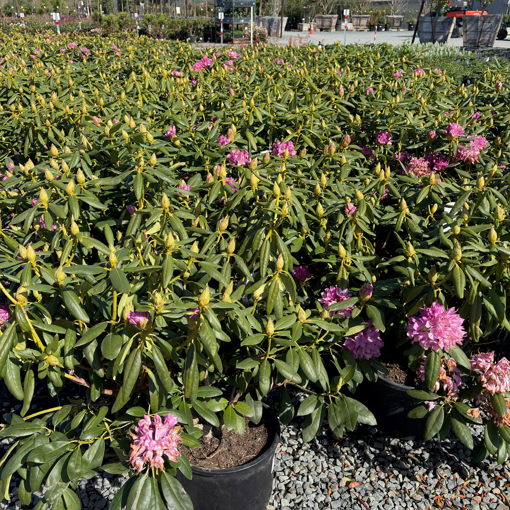Roseum Elegans Rhododendron