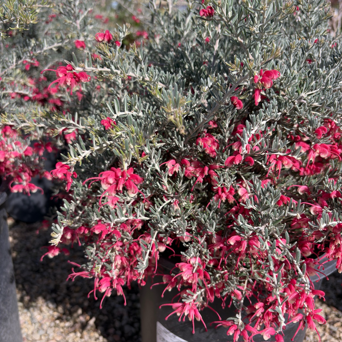 Penola Lavender Grevillea