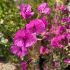 Purple Bougainvillea