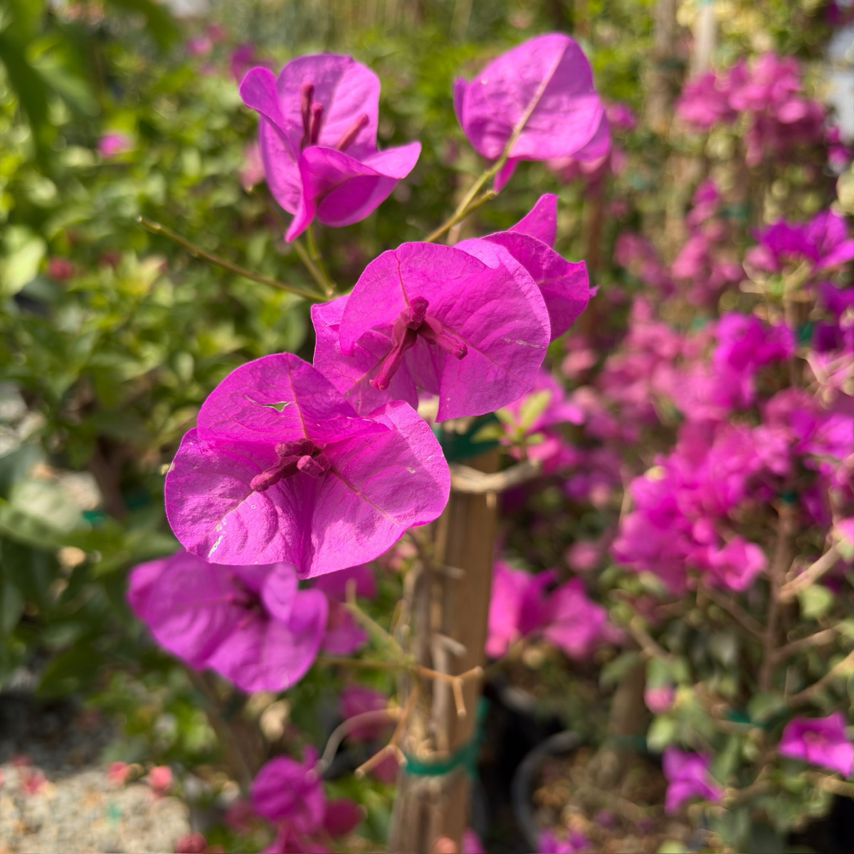 Purple Bougainvillea