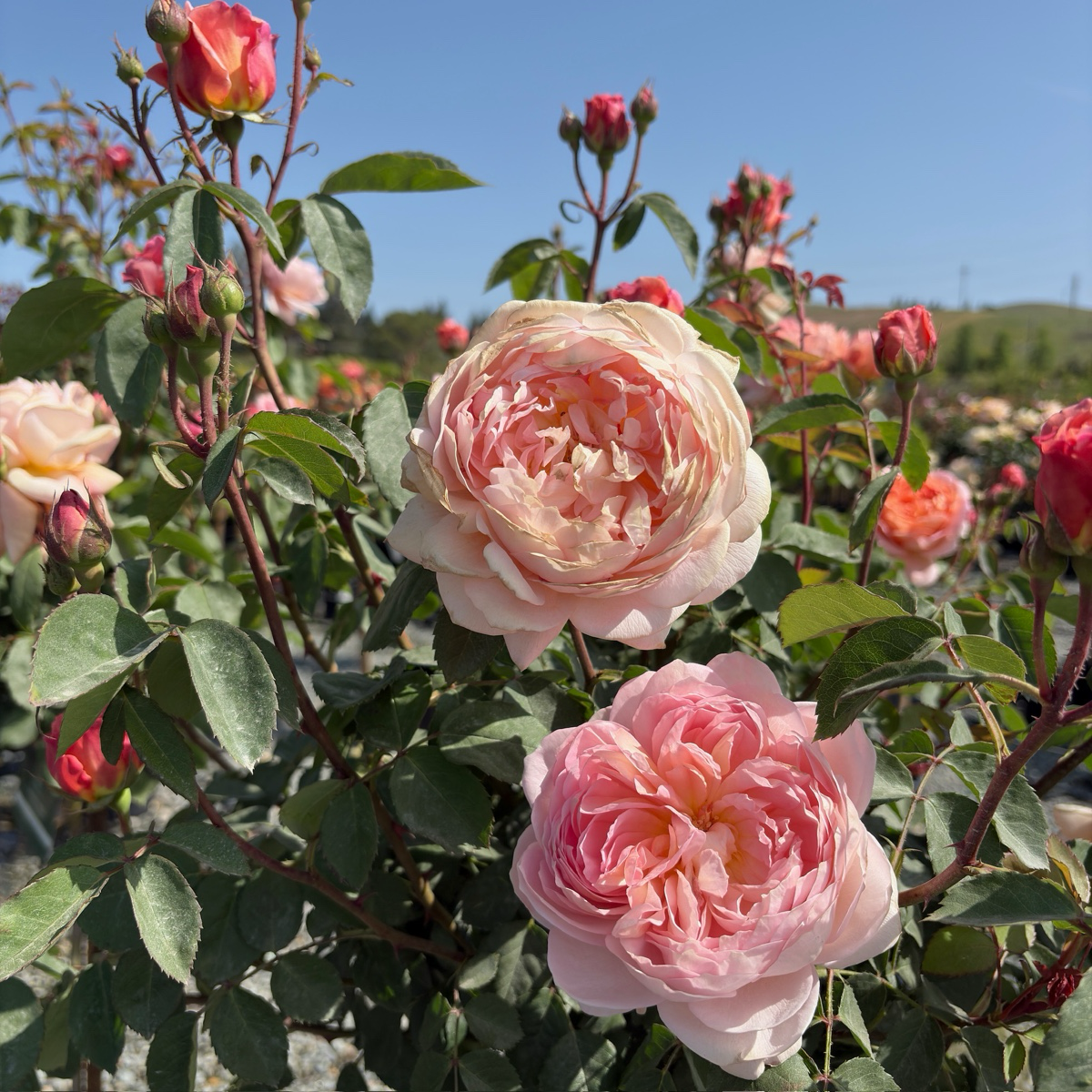 Carding Mill Austin Rose