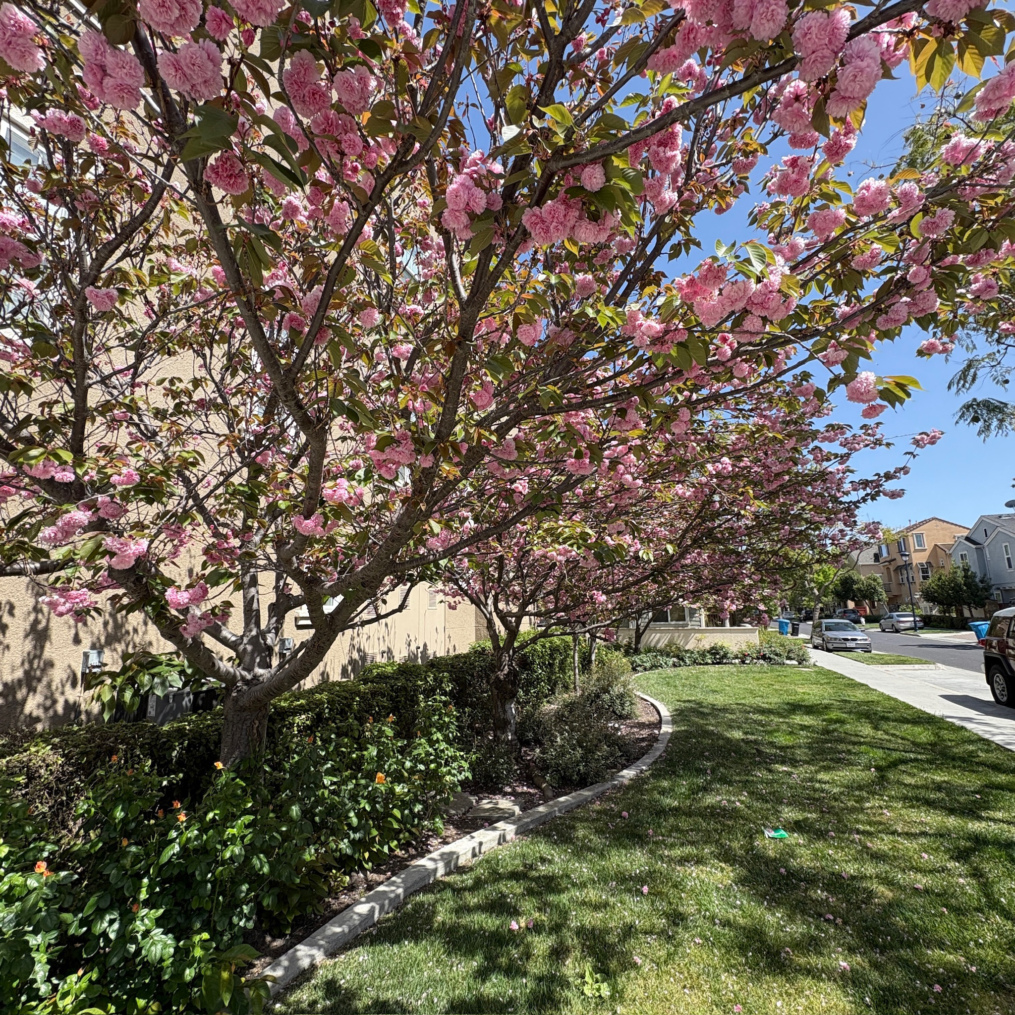 Kwanzan Flowering Cherry