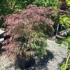 Crimson Queen Lace Japanese Maple