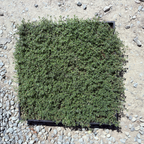 Woolly Thyme