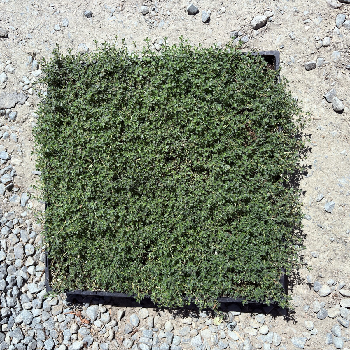 Woolly Thyme