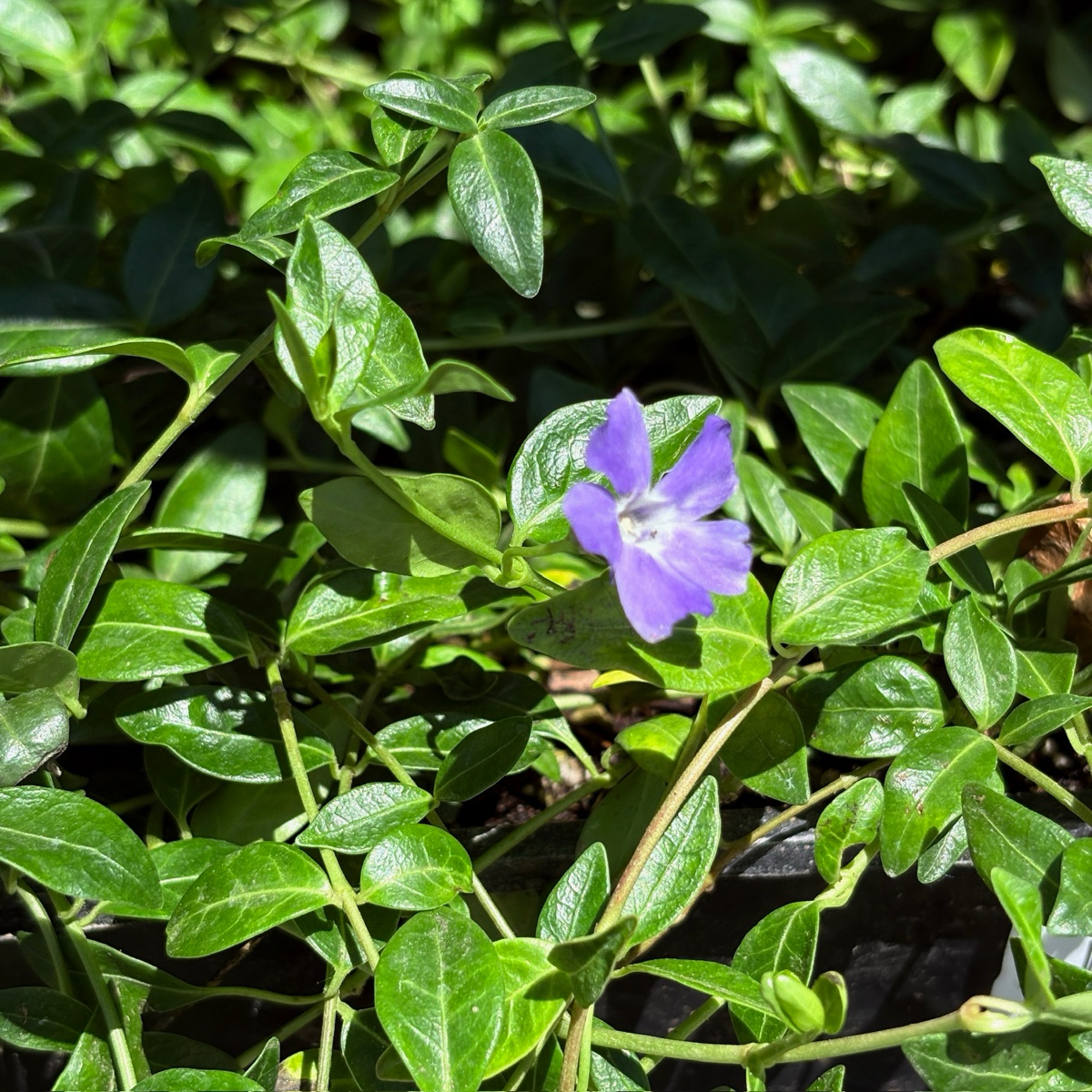 Big Leaf Periwinkle