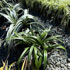 Silver Shadow Shore Astelia