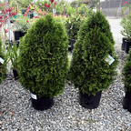Emerald Petite Arborvitae