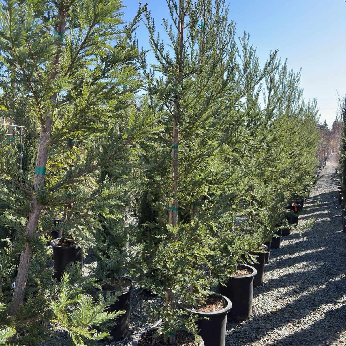 Soquel Coast Redwood