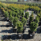 True Dwarf Common Boxwood