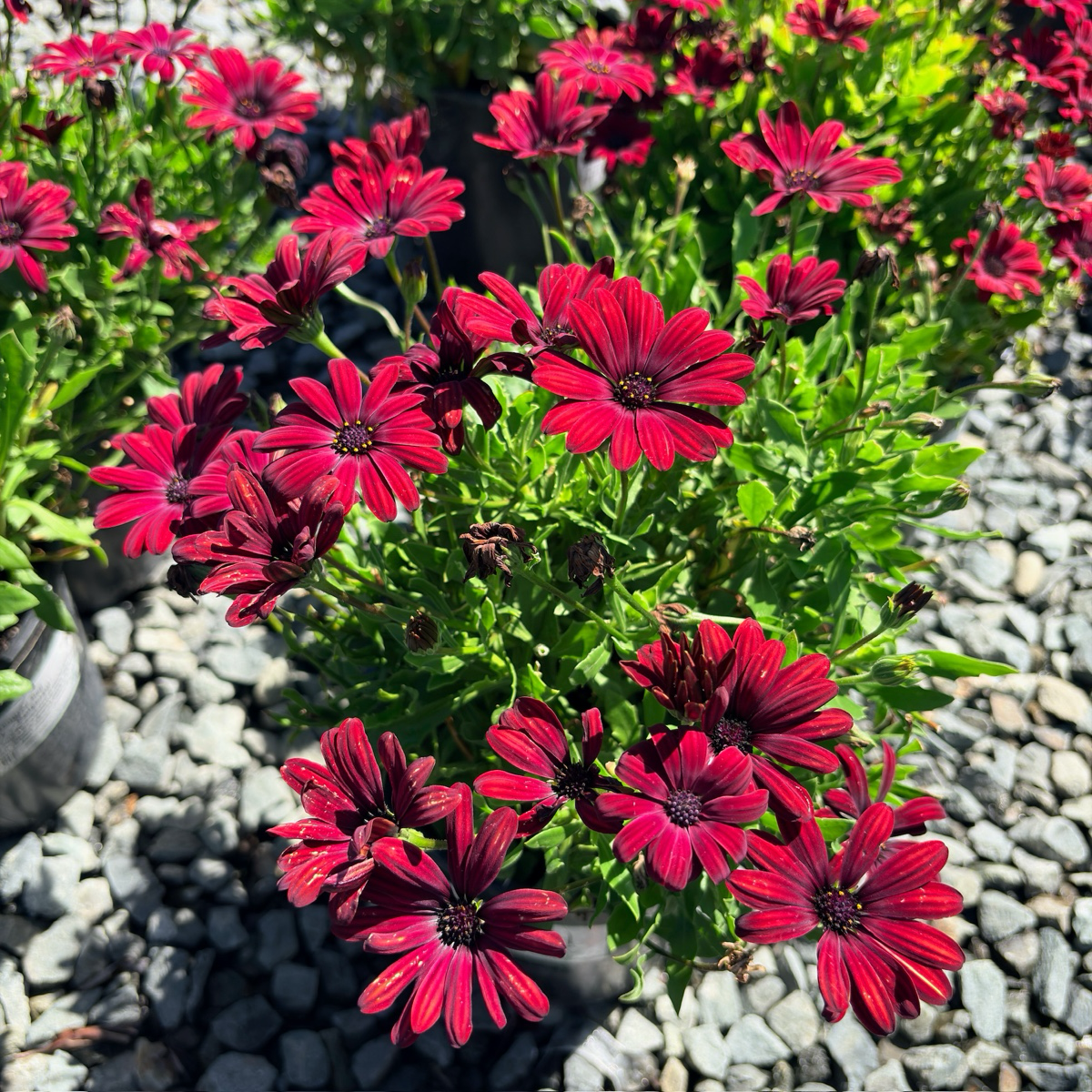 African Daisy