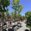 Roberts' Western Sycamore