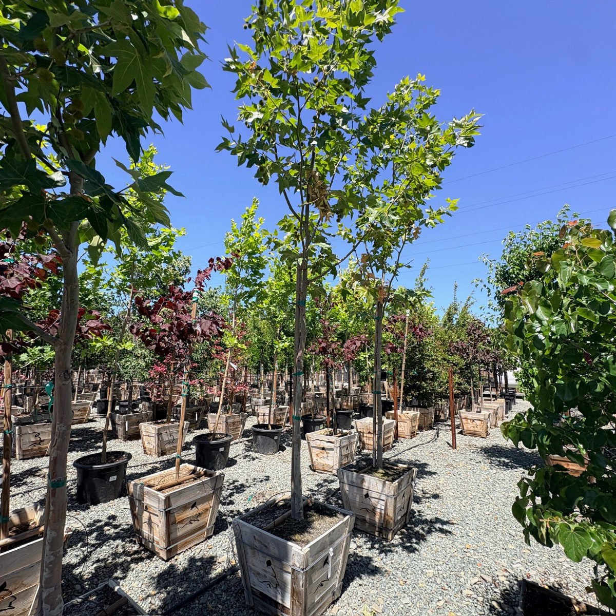 Roberts' Western Sycamore