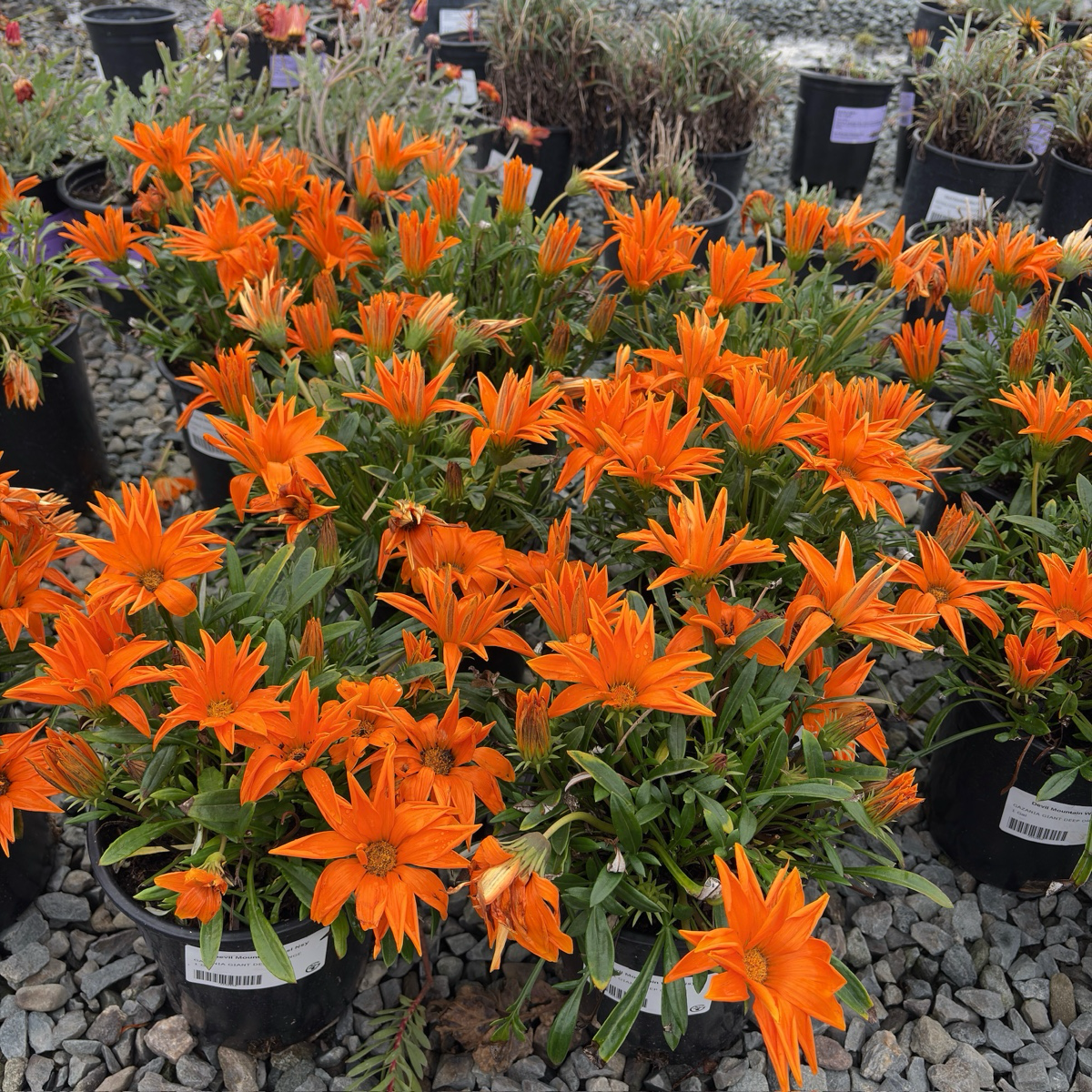 Giant Deep Orange Treasure Flower