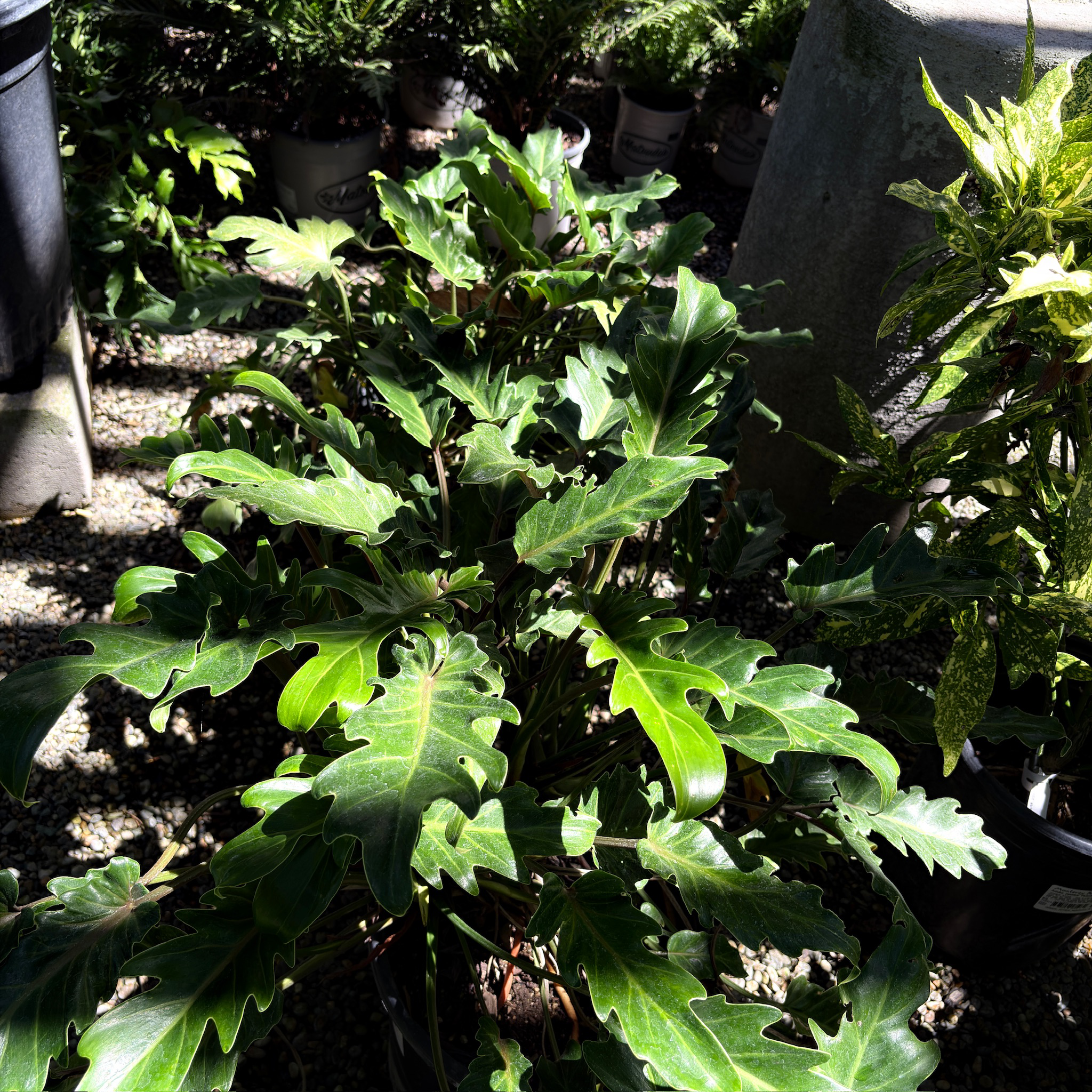 Xanadu Philodendron | Compact Tropical Foliage Plant – Victory Nursery