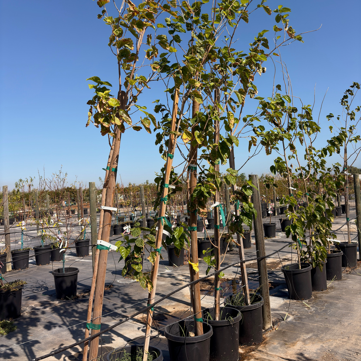 Persian White Mulberry