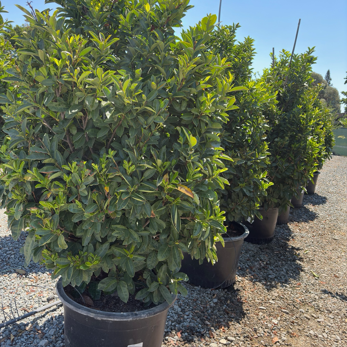 English Laurel
