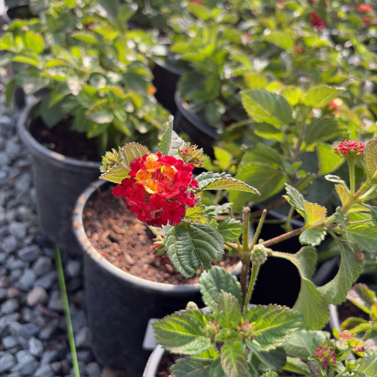 Irene Bush Lantana