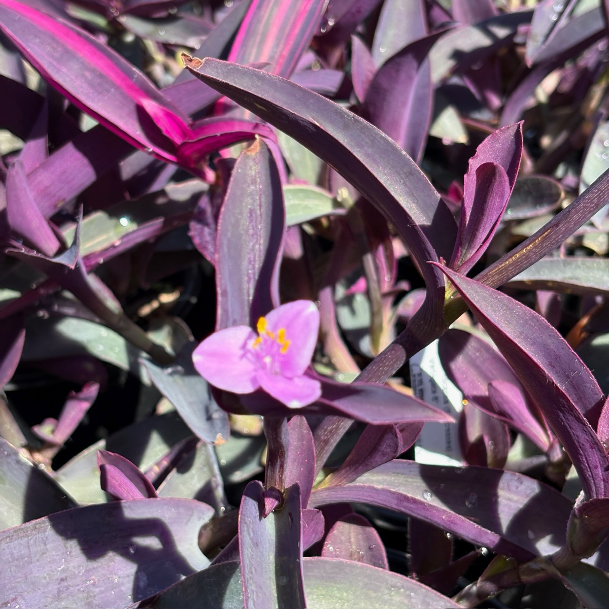 Purple Spiderwort