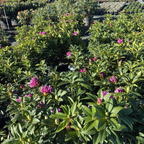Anah Kruschke Rhododendron