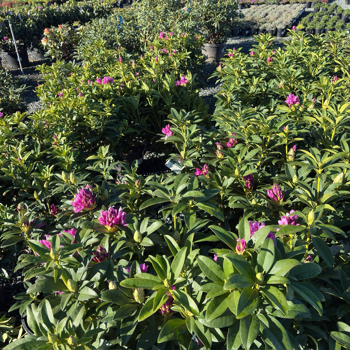 Anah Kruschke Rhododendron
