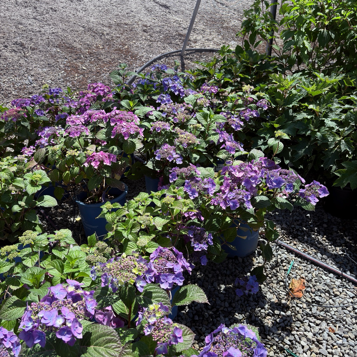 Mathilda Gutges Hydrangea