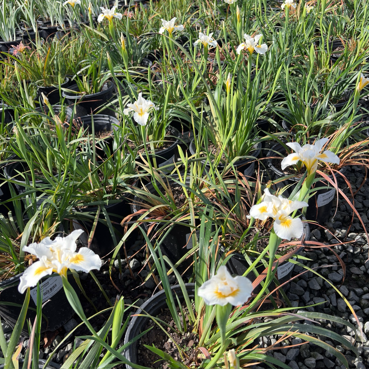 Canyon Snow Pacific Coast Hybrid Iris