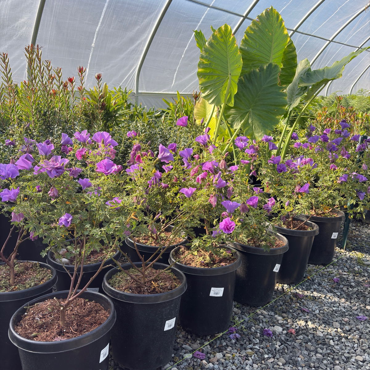 Santa Cruz Blue Hibiscus