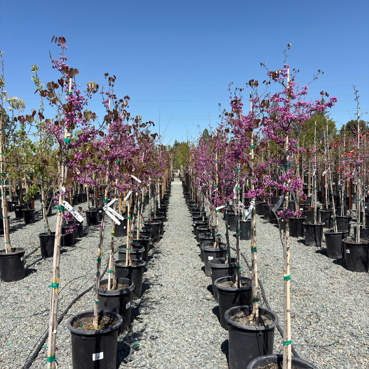 Merlot Eastern Redbud