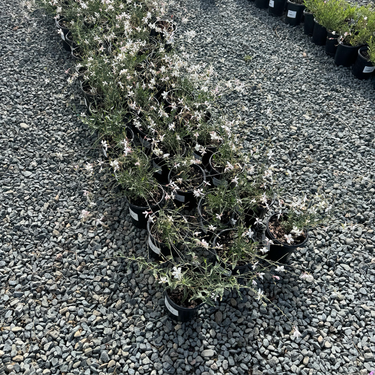 Whirling Butterflies White Beeblossom