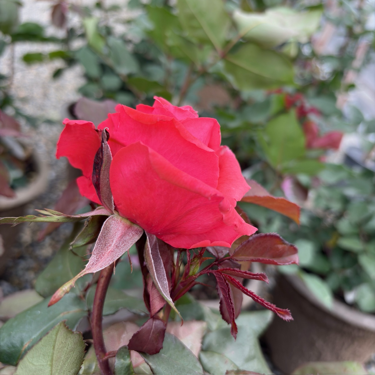 Fragrant Cloud  Rose